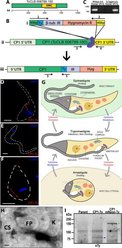 Identification and Localization of the First Known Proteins of the Trypanosoma cruzi Cytostome Cytopharynx Endocytic Complex